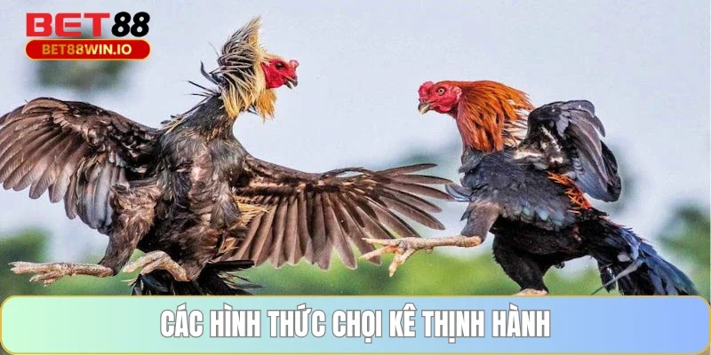 Các hình thức chọi kê thịnh hành